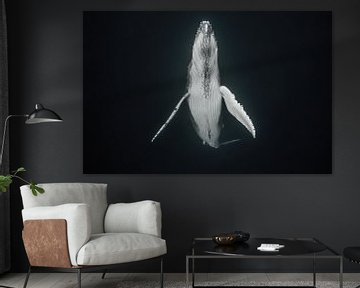 Een walviskalf komt langzaam boven om de longen met verse lucht te vullen van Koen Hoekemeijer