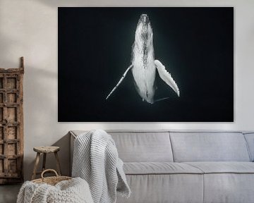 Een walviskalf komt langzaam boven om de longen met verse lucht te vullen