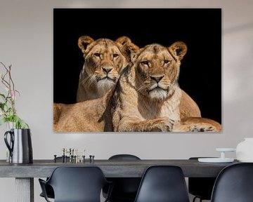Twee leeuwinnen in portret. van Gert Hilbink