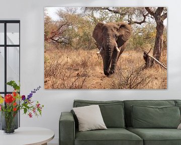 Elephant on the Savannah. by Marjo Snellenburg