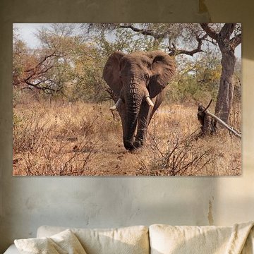 Elephant on the Savannah.