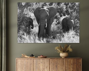 Famille d'éléphants en noir et blanc.