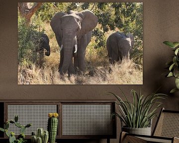 Olifantenfamilie in Zuid-Afrika van Marjo Snellenburg