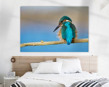 Kingfisher - Mister Blue by Kingfisher.photo - Corné van Oosterhout