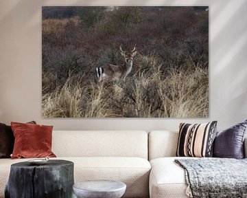 Wild Deer sur Wesley Klijnstra