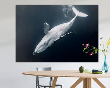 A baby humpback dancing in the infinity of the ocean by Koen Hoekemeijer