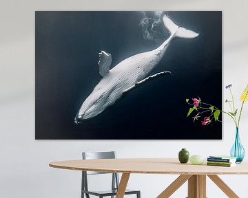 A baby humpback dancing in the infinity of the ocean