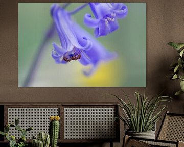 Ondersteboven van de lente ( vrolijke foto van een hyacint met mier) van Birgitte Bergman