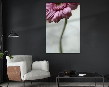 Gerbera
