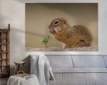 Ground squirrel von Han Peper