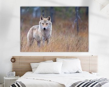 Wolf Finland