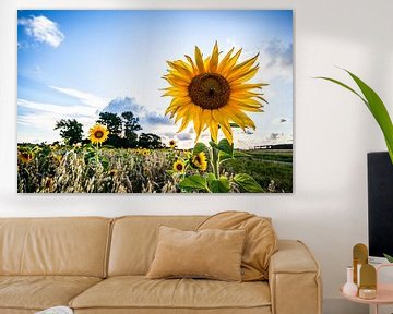 Sonnenblume,Sonnenblume, Sommer, Sommer von Frank Slaghuis