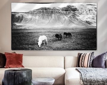 Hestar landslag van Islandpferde  | IJslandse paarden | Icelandic horses