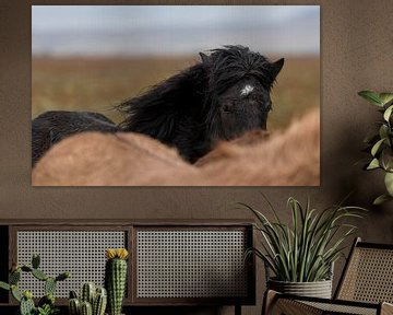 Asgeirr van Islandpferde  | IJslandse paarden | Icelandic horses