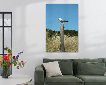 Portrait of a seagull by Eigenwijze Fotografie