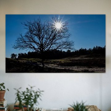 Boom in Nationaal Park De Loonse en Drunense Duinen