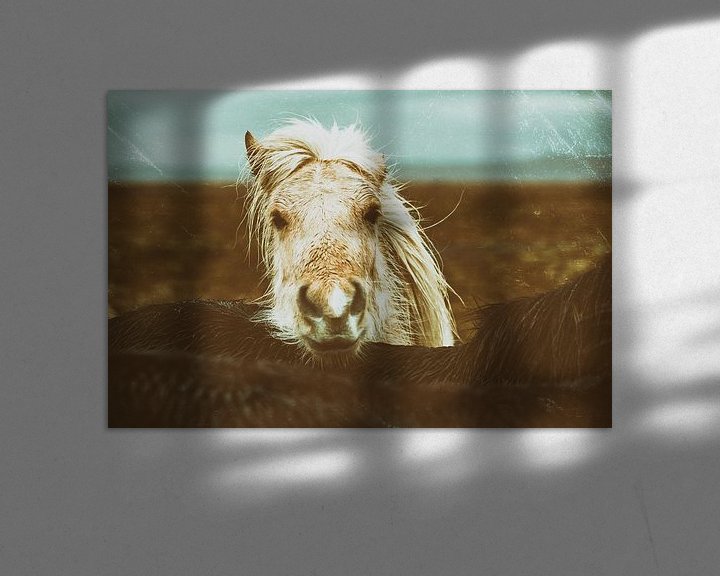 Impression: Eyþór sur Islandpferde  | IJslandse paarden | Icelandic horses