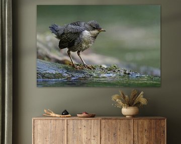 White throated Dipper ( Cinclus cinclus ), fledged chick van wunderbare Erde