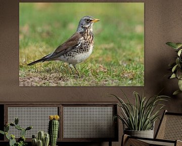 Wacholderdrossel ( Turdus pilaris ) im Prachtkleid von wunderbare Erde