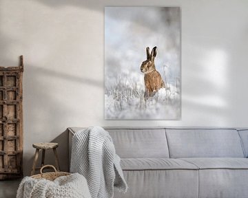 Brown Hare / European Hare ( Lepus europaeus ) in winter van wunderbare Erde