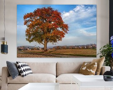 Alter Apfelbaum am Wegesrand im Herbst von Uwe Ulrich Grün