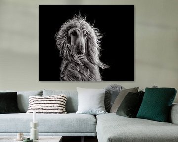 Wind blowing (Afghanhound) by Nuelle Flipse