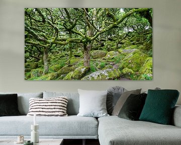 Bos in Dartmoor van Dick Doorduin