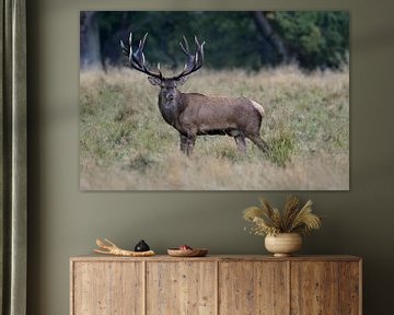 Royal stag, Red Deer ( Cervus elaphus ) on a clearing in the woods van wunderbare Erde