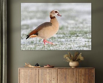 Egyptian Goose ( Alopochen aegyptiacus ) in winter, walking over snow covered farmland van wunderbare Erde
