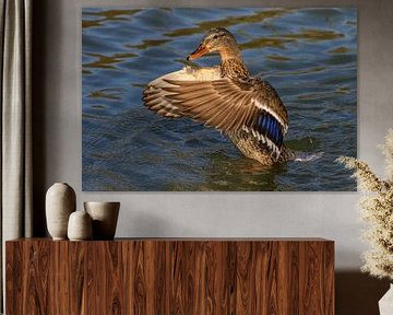 Duck