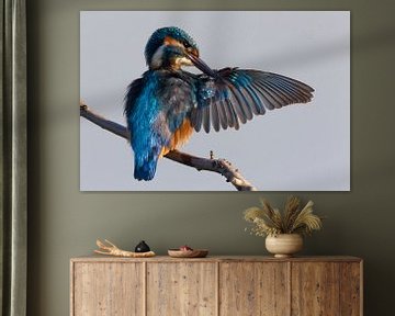 Preening Common Kingfisher by Beschermingswerk voor aan uw muur