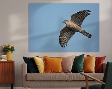 Eurasian Sparrowhawk in fligh by Beschermingswerk voor aan uw muur