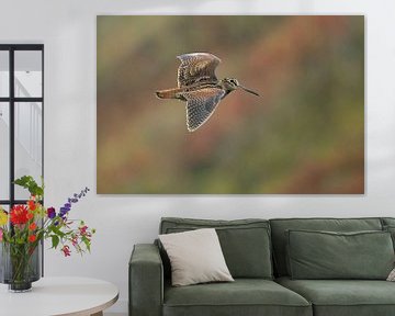 Eurasian Woodcock in flight. by Beschermingswerk voor aan uw muur