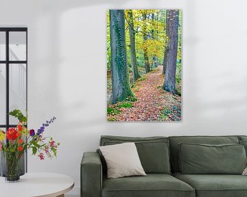 Landscape with trees in European forest during fall season