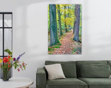 Landschap met bomen in Europees bos tijdens herfst