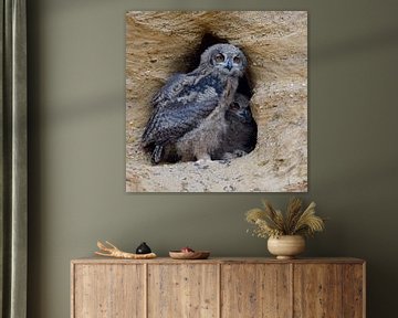 Eurasian Eagle Owls ( Bubo bubo ) sitting next to each other in the entrance of their nesting site