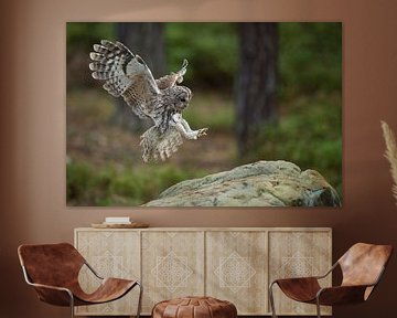 Tawny Owl ( Strix aluco ) in flight, flying, just before landing van wunderbare Erde