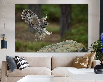 Tawny Owl ( Strix aluco ) in flight, flying, just before landing van wunderbare Erde