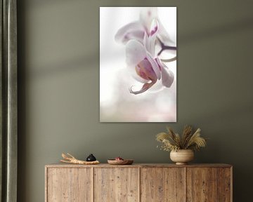 Orchidée sur Sandor Ploegman-Stam