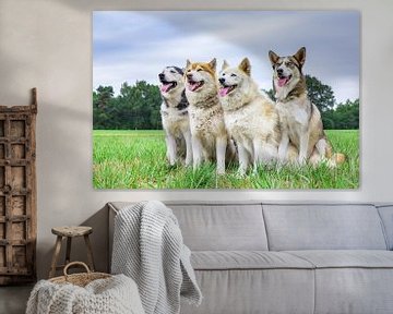 Vier huskies of poolhonden zitten op een rij in natuur van Ben Schonewille