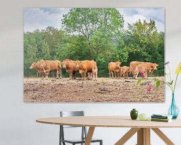 Kudde bruine koeien staan in Duits landschap van Ben Schonewille