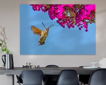 Kolibrievlinder zuigt nectar uit bloem van vlinderstruik van Ben Schonewille