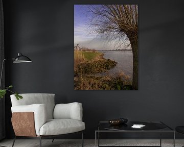 Knotwilg langs de Lek bij Schoonhoven by Rinke Velds
