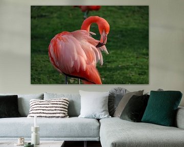 Flamingo Phoenicopteridae van victor truyts