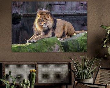 Leeuw Panthera leo van victor truyts