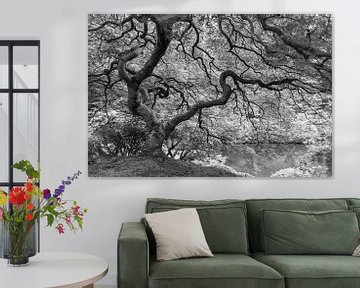 Japanese maple tree in black and white