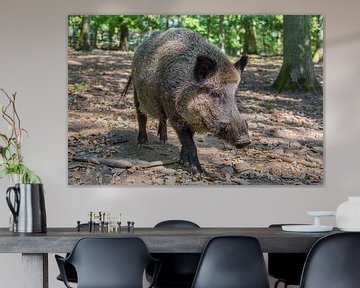 Foto eines erwachsenen Wildschweins der auf uns zugeht von Ben Schonewille