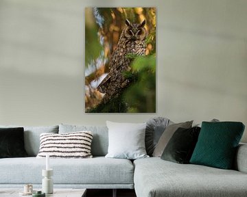 Long-eared Owl ( Asio otus ) perched in a conifer, watching, last evevning light by wunderbare Erde