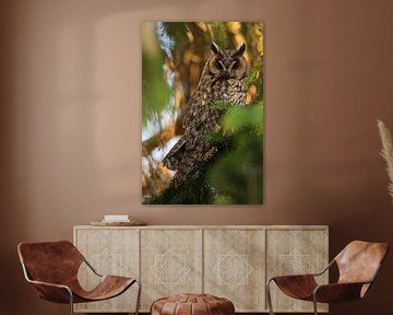 Long-eared Owl ( Asio otus ) perched in a conifer, watching, last evevning light van wunderbare Erde