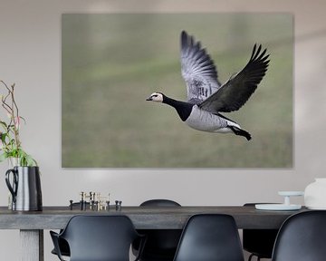 Barnacle Goose ( Branta leucopsis ) in flight, flying over green farmland